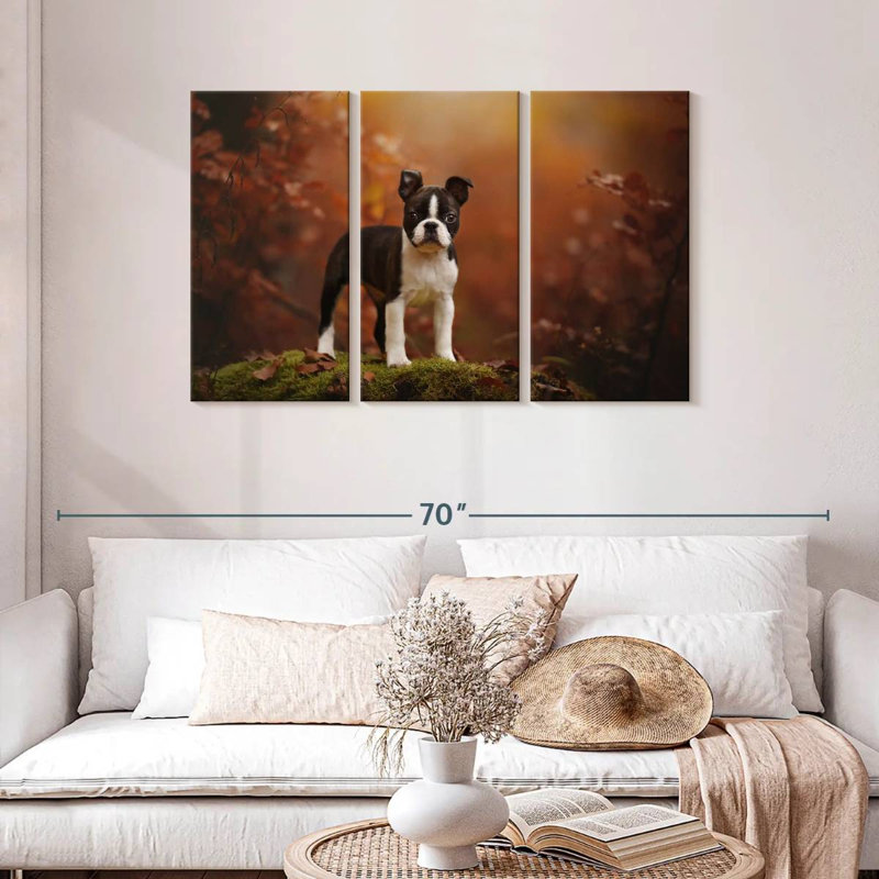 Boston terrier Brampt, H 28 po x l 45 po