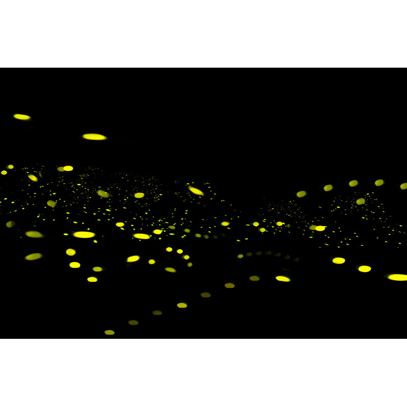 Enderlin Firefly Black Background - Wrapped Canvas Print, 30cm H x 46cm W x 3.8cm D