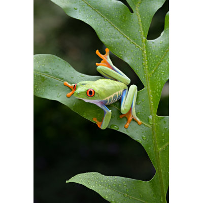" Frog "