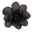 Laui Succulent Wall Decor