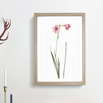 Pink Sword Lily by Pierre-Joseph Redoute - Picture Frame Painting Print