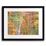 White Mts. Autumn Forest Print by Bruce Heinemann