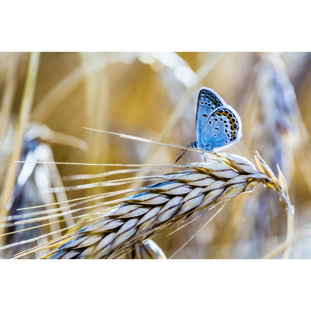 Blauer Schmetterling auf dem Weizen von Kgfoto - Kunstdrucke