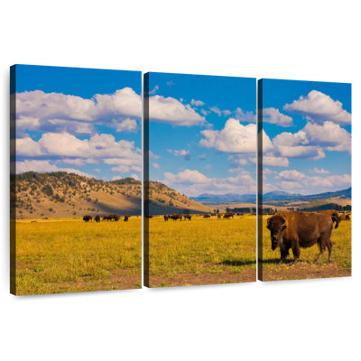Bison de Brampt dans le parc national