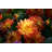 Group of Dahlias in Bloom by Wuka-986893308