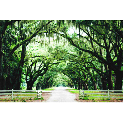 " Spanish Moss Covered Trees "