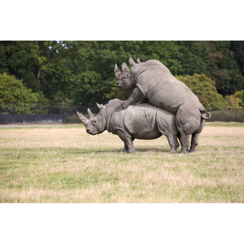 Rhinocero par Sohl, H 32 po x l 48 po