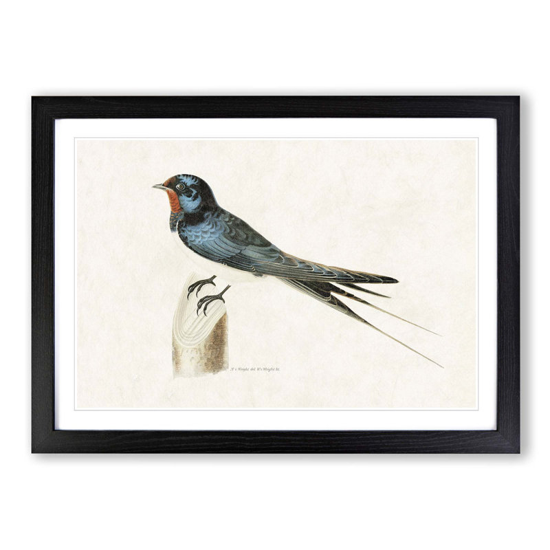 Male Barn Swallow by Von Wright - Picture Frame Art Print, Black Framed, 48cm H x 65cm W x 2cm D