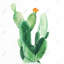 Watercolor paddle cactus with flower - 36"x36" Framed canvas