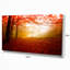 «Yellow Sun Rays in Red Forest», reproduction de photo sur toile tendue-18438070-33219968