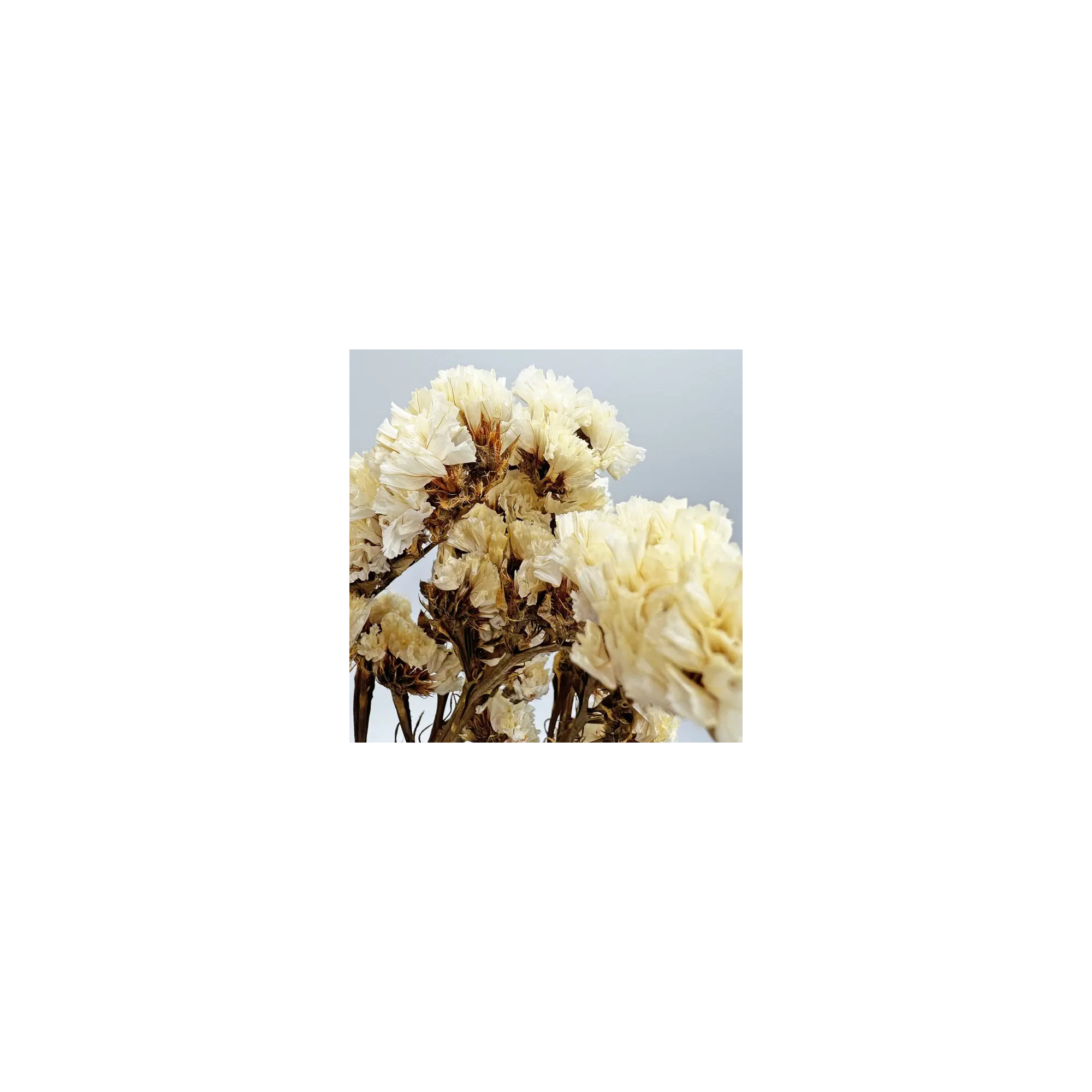 Bundle of 4 Dried Preserved Myosotis Forget-Me-Nots Bouquets 21", Yellow