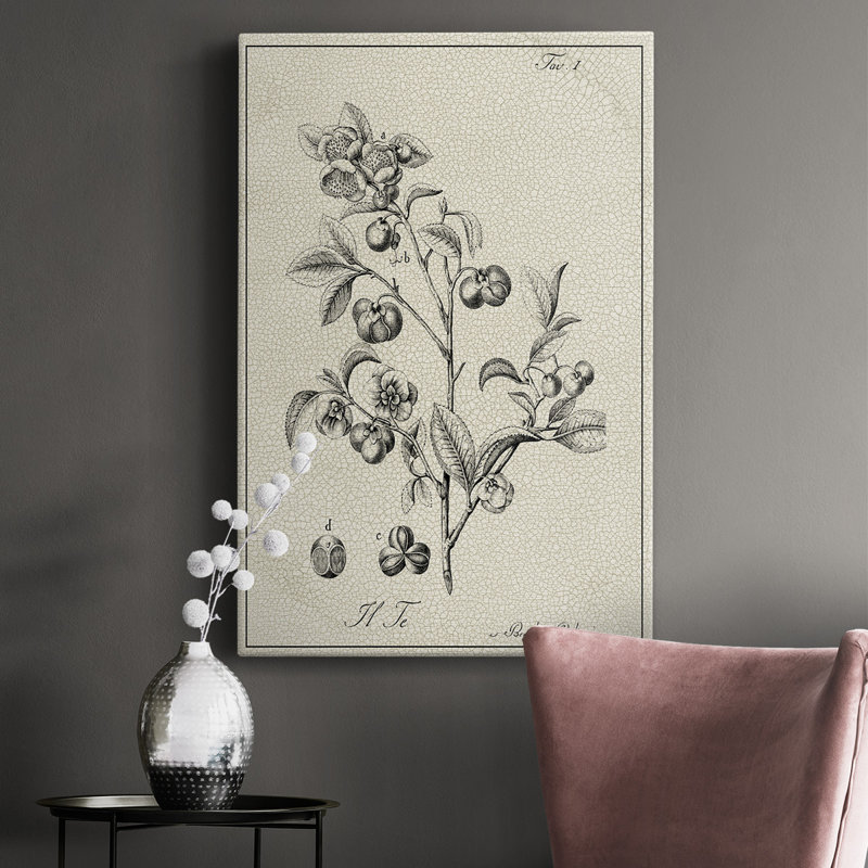 Toile tendue avec châssis botanique antique noir et blanc de qualité supérieure - prête à être accrochée