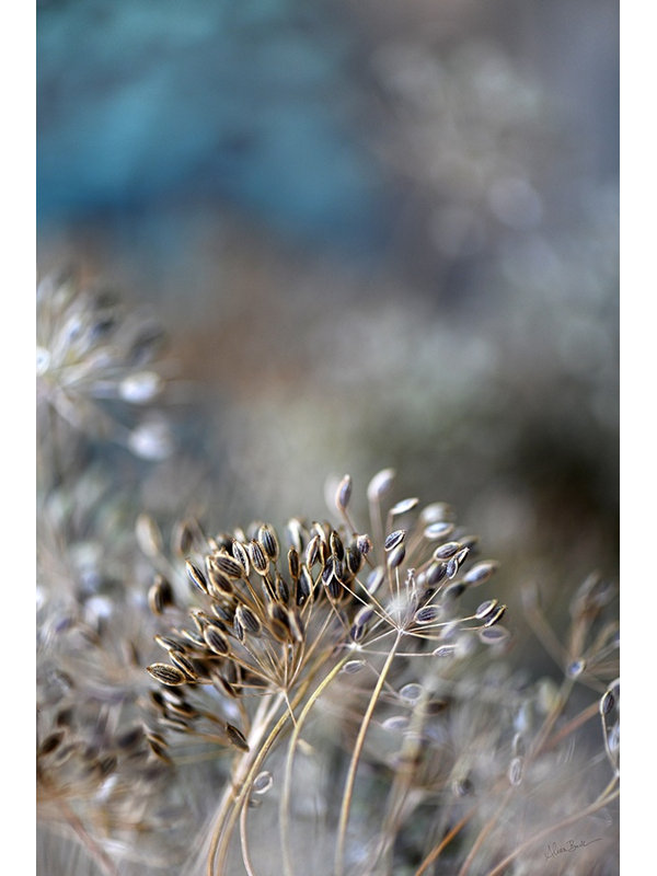 Dill Seed II, 46.5" H x 31.5" W