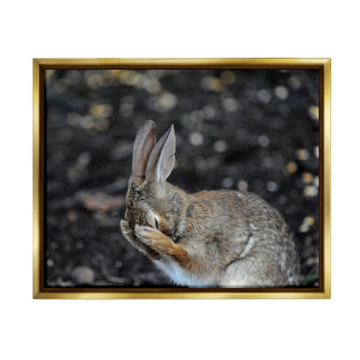 " Embarrassed Rabbit Photograph " by Daniel Friend