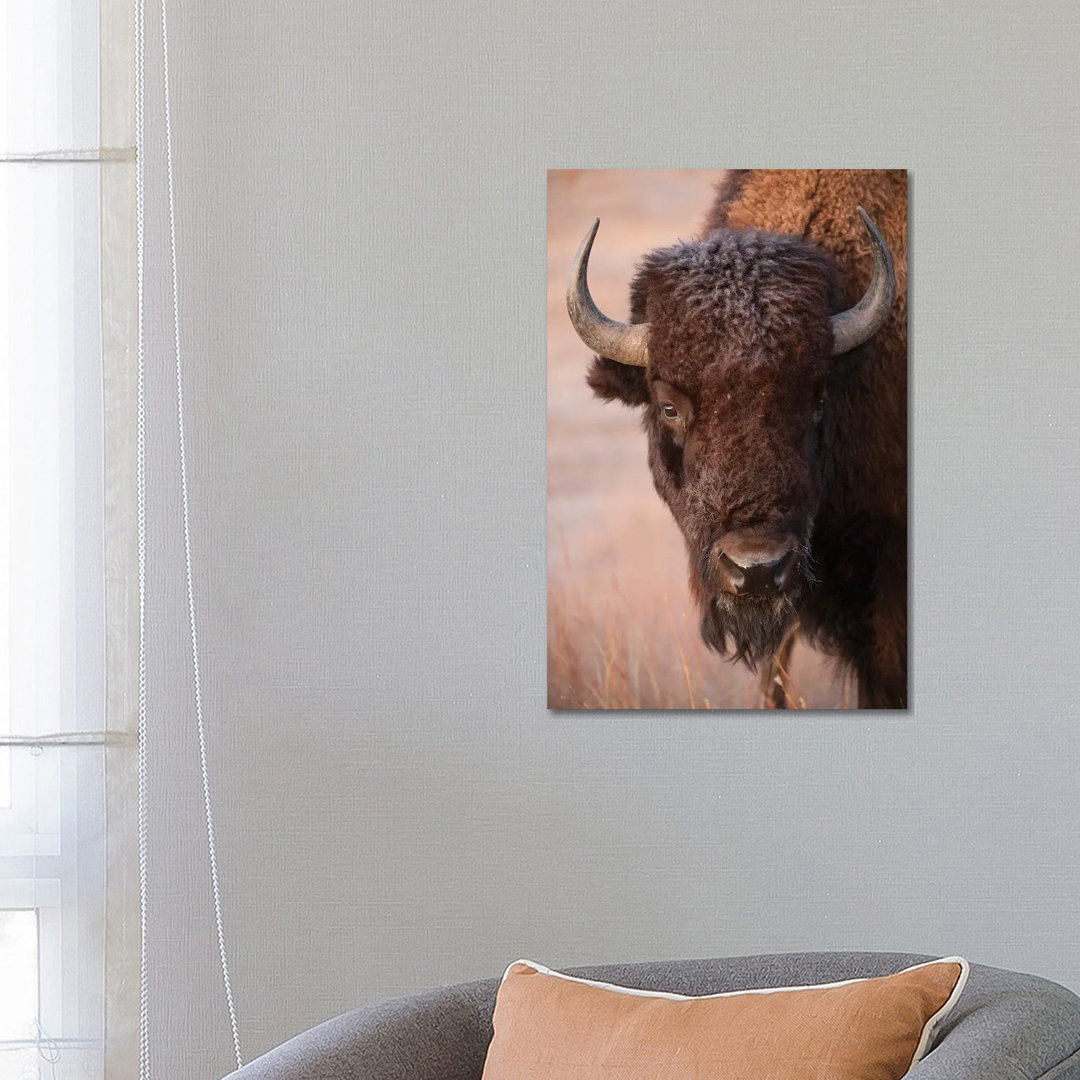 Ein Bison auf einer Ranch in der Nähe von Valentine, Nebraska von Joel Sartore - Gallery-Wrapped Canvas Giclée on Canvas