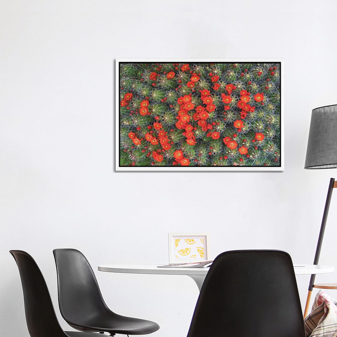 Claret Cup Cactus Detail Of Flowers In Bloom, North America I von Tim Fitzharris - Gallery-Wrapped Canvas Giclée on Canv...