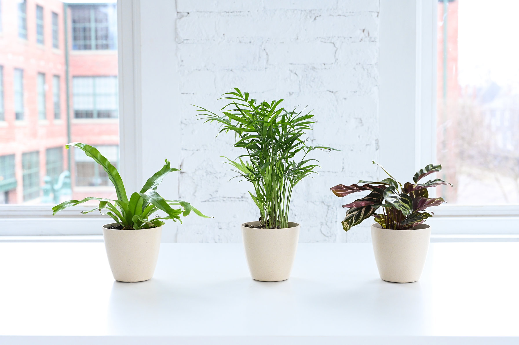 Photo inspiration: Thorsen S Greenhouse 3 Piece Pet Safe Houseplant Set Photo Inspiration