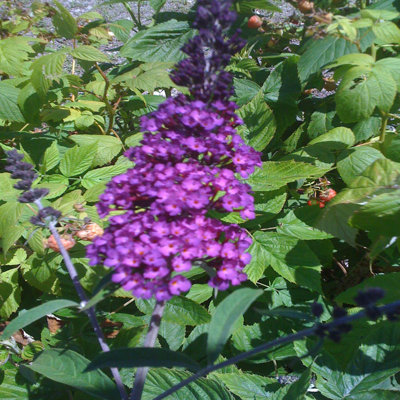 Primrue Live Flowering Plant in Plastic Pot