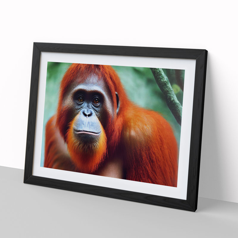 Electrifying Orangutan - Single Picture Frame Print, Black , 46cm H x 64cm W x 2cm D