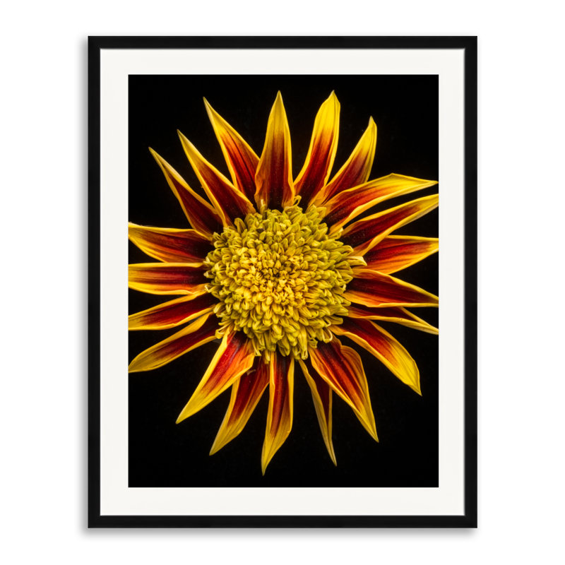 Gazania Print by Harold Davis, Black Framed Paper, 30" H x 24" W