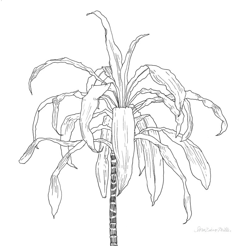 Sketched Tree I by Sara Zieve Miller - Wrapped Canvas Print, 91cm H x 91cm W