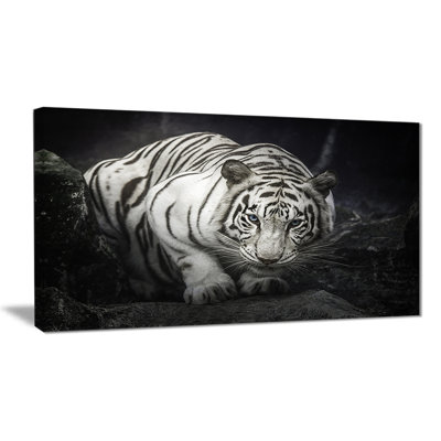 Animal " White Tiger "