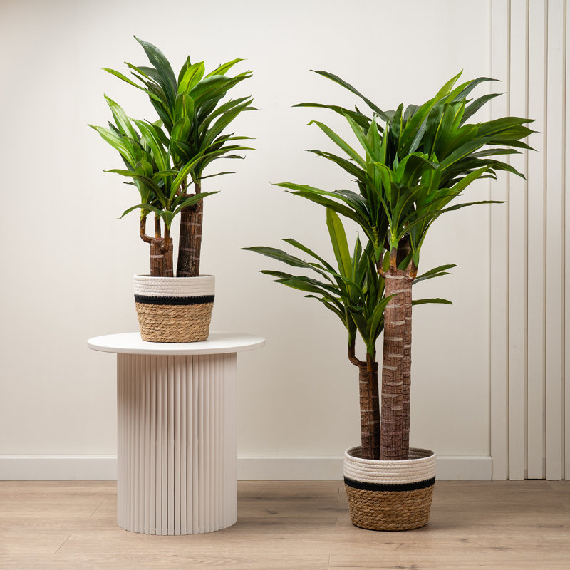 120cm Faux Triple Stem Yucca