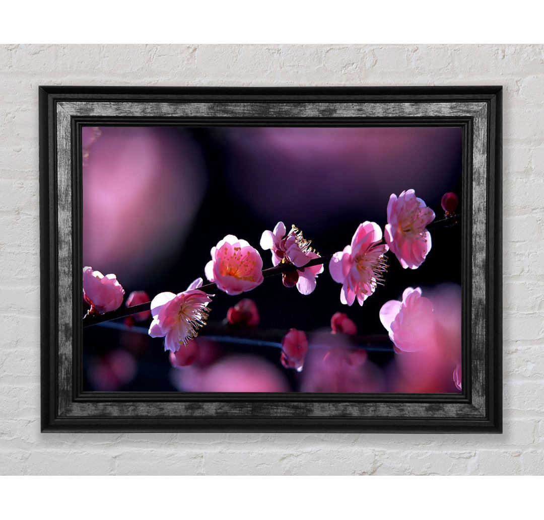 Pink Blossom Flowers - Einzelner Bilderrahmen Kunstdrucke