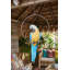 Statue de perroquet Polly au paradis-5821620
