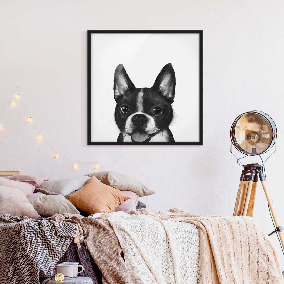 Gerahmter Grafikdruck Illustration Dog Boston Black White