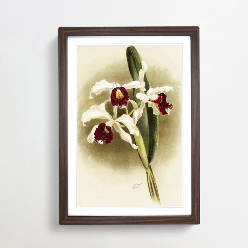 Magnolia Flowers Illustration Tab. 25 by Frederick Sander - Picture Frame Painting Print, 50cm H x 35cm W x 2cm D, Walnut