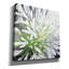 «Cleome Splash 2 Black» par Julia Purinton, art mural sur toile-1107800081