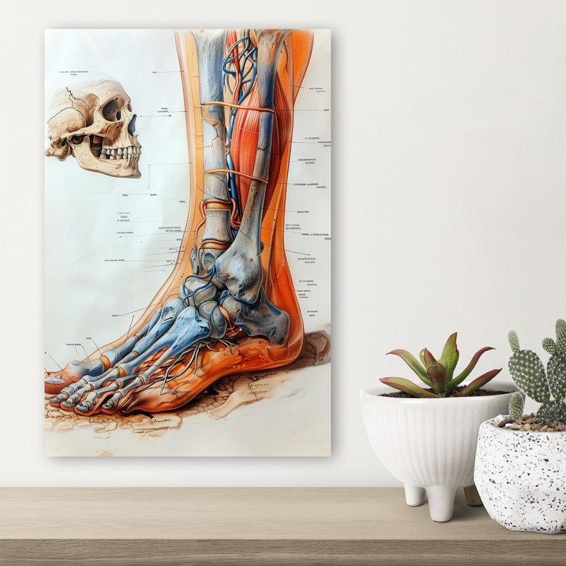 «Anatomical Leg and Skull», art mural rétro, H 18 po x l 12 po
