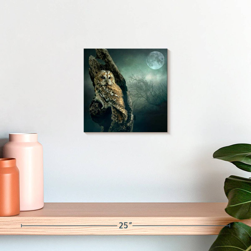 Brampt Owl At Night