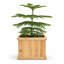 Boîte à fleurs carrée en bois de cèdre 15 po Alann-714228777