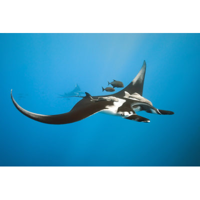 Manta on the Blue Background 1 Piece Wrapped Canvas Wall Art