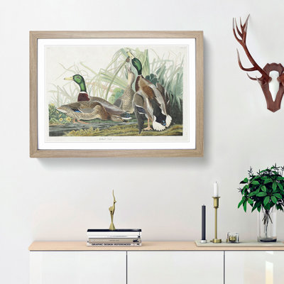 Mallard Ducks by John James Audubon - Picture Frame Art Print