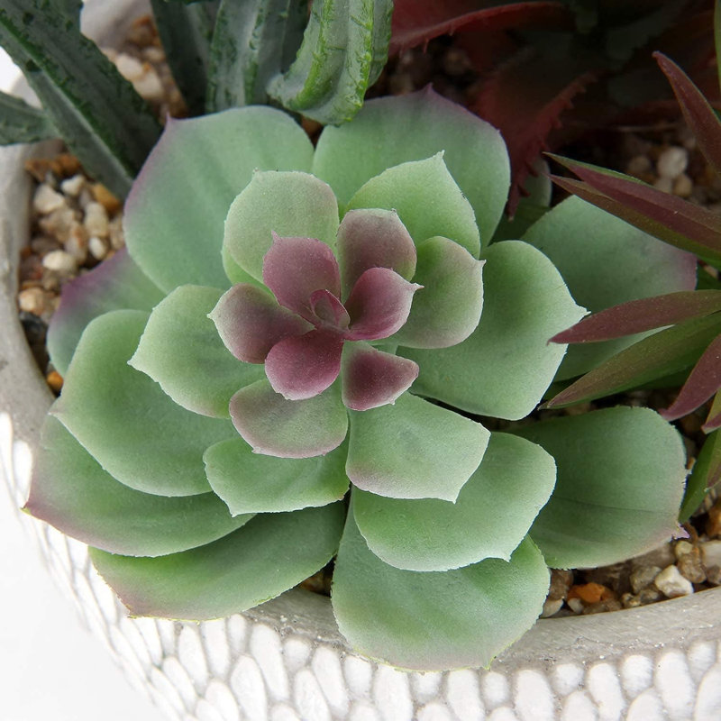 16.51cm Plant