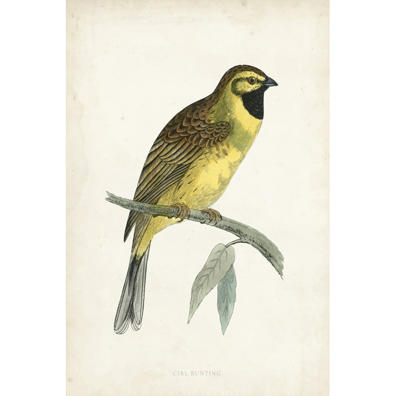 Morris Cirl Bunting - Wrapped Canvas Print, 46cm H x 30cm W