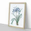 African Lily Flowers by Pierre-Joseph Redoute - Framed Print-55547707-55547708