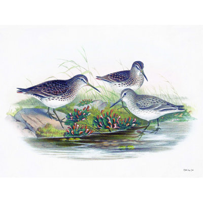 «Goulds Coastal Bird», reproduction d'art sur toile tendue