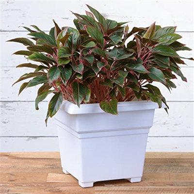 Kayenta Pot Planter