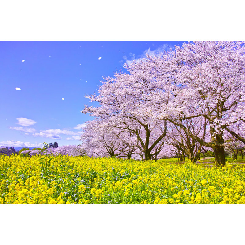 " Cherry Blossoms " by 7Maru, 24" H x 36" W
