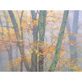 Autumn Portrait Blue Ridge Parkway #1 Print by Bruce Heinemann