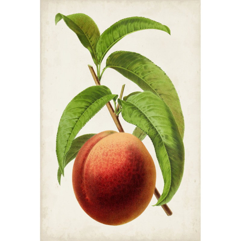 «Antique Fruit V» par Vision Studio - peinture sur toile tendue, H 48 po x l 32 po x P 1,25 po