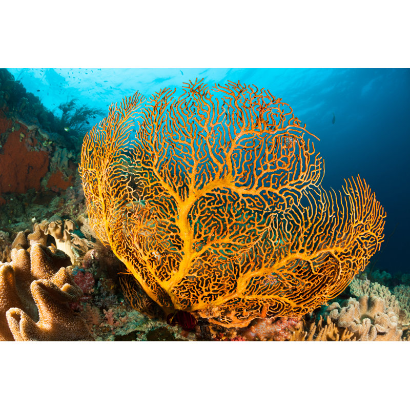 Gorgonian Sea Fan Beauty, Outer Reef, Raja Ampat, Papua, Indonesia by Ifish - Wrapped Canvas Print, 61cm H x 91cm W x 3.8cm D