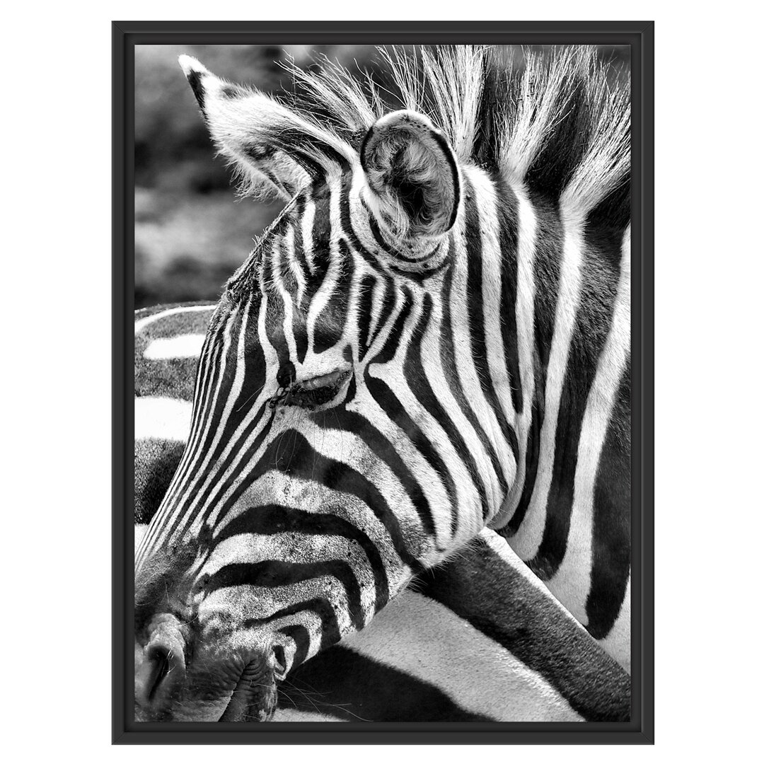 Gerahmtes Wandbild prächtiges Zebra