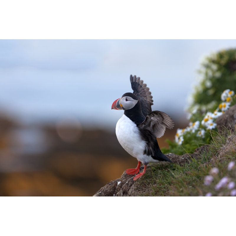Puffin, 61cm H x 91cm W