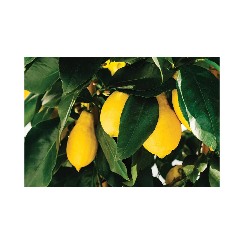 Amalfi Coast Lemons I by Bethany Young - Print on Canvas, 30.48cm H x 45.72cm W x 1.91cm D, Wrapped Canvas