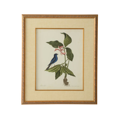 " Catesby Bird And Botanical IV "